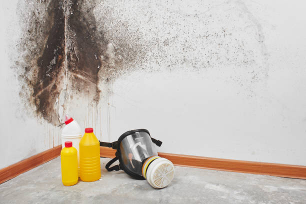 Best Mold Removal Process  in East Berlin, PA