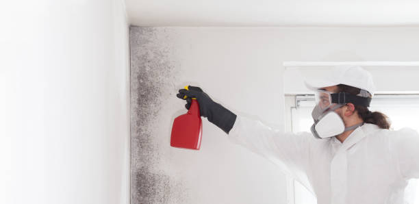 Best Attic Mold Removal  in East Berlin, PA